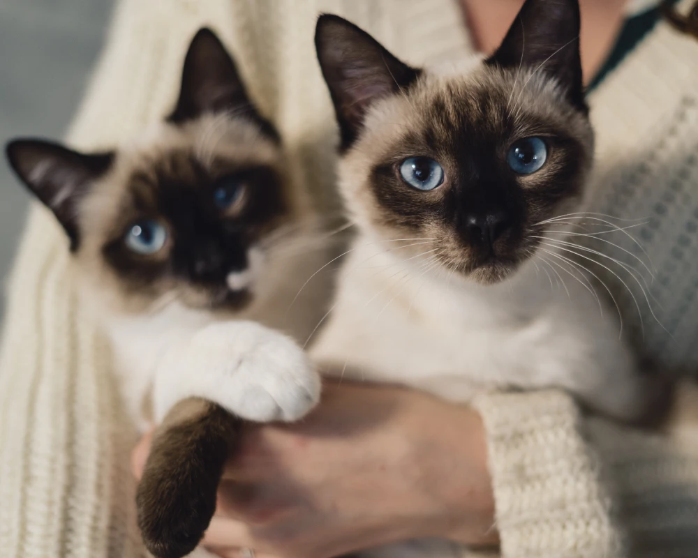 automatic pet feeder for 2 cats