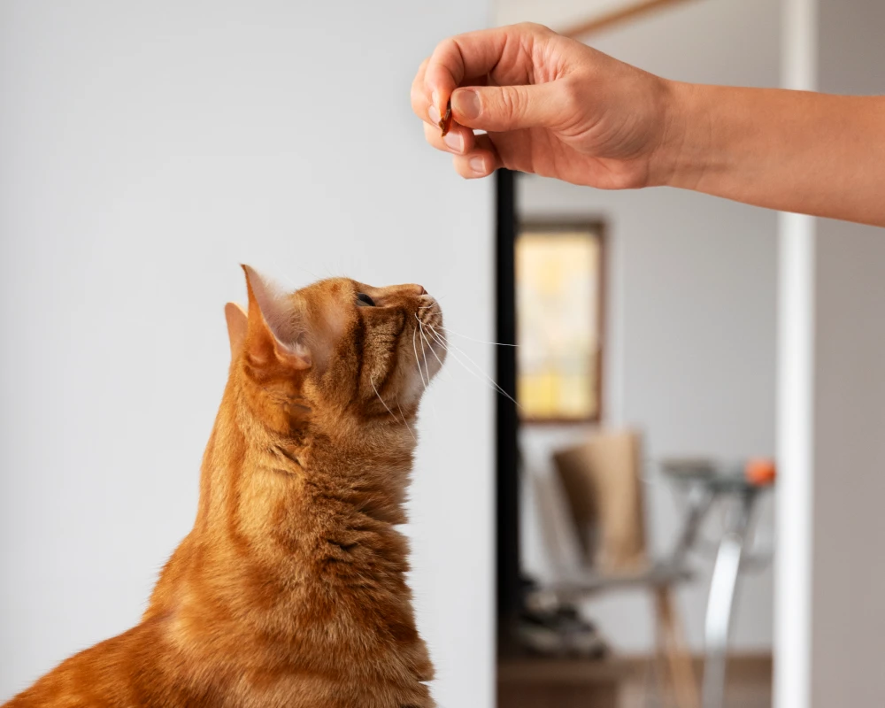 dog feeder with camera